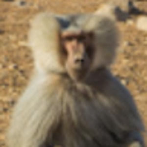 Meet your Posher, Robert